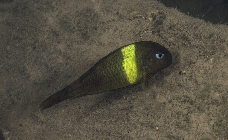 Tropheus sp. 'crescentic' Karago